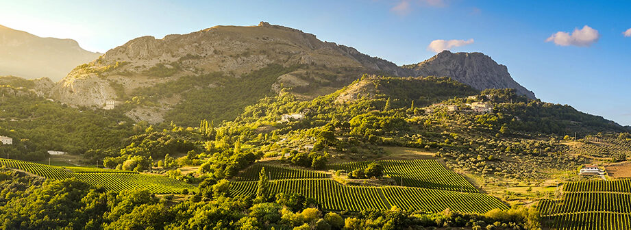 義大利Abruzzo產區pasetti酒莊位於panoramica的葡萄園